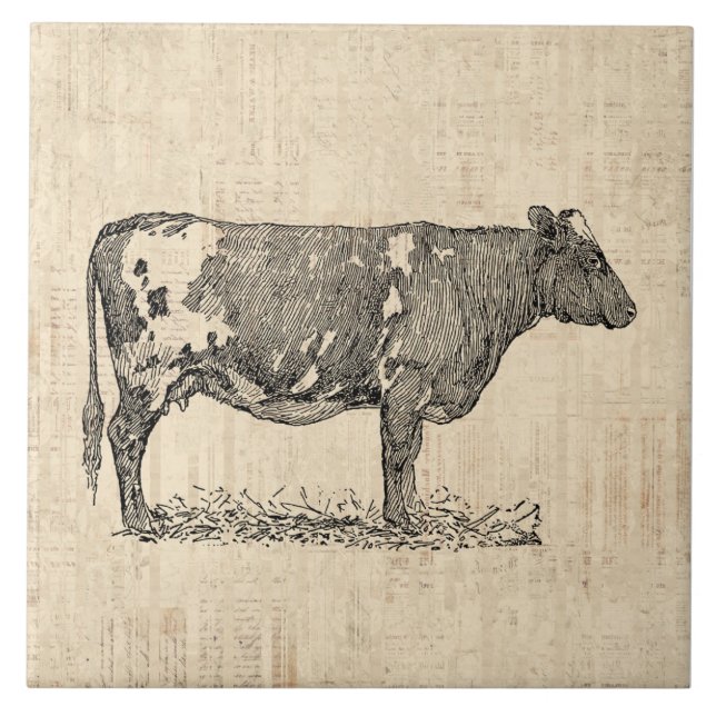 Vintage Cow Art Illustration w/ Script Background Tile (Front)