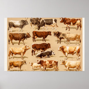 Vintage Cow Calf Bull Dairy Cows Farm Illustration Poster