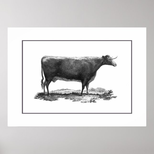 Vintage cow etching poster with borders (Front)