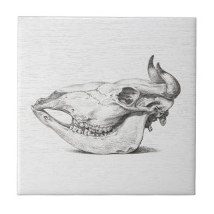 Vintage Cow Skull Sketch Ceramic Tile