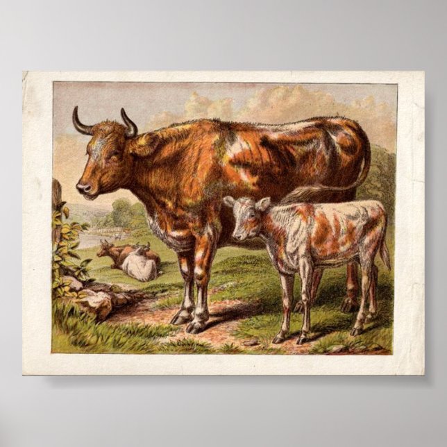 Vintage Cows Poster (Front)