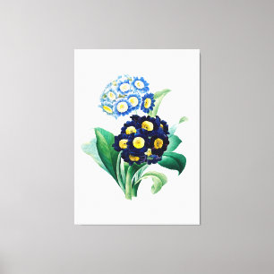 Vintage Cowslip Primrose botanical Canvas Print