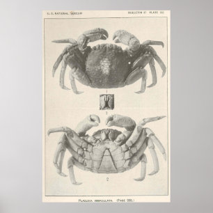 Vintage Crab Anatomy Photograph (1918) Poster