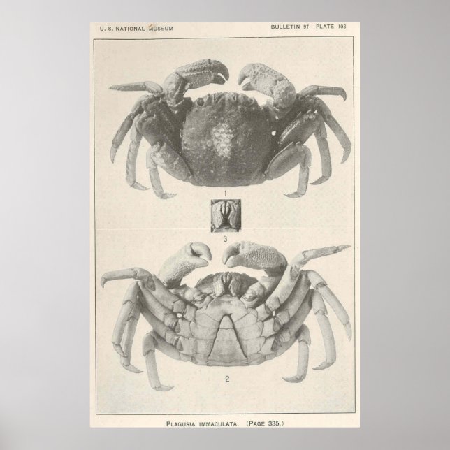Vintage Crab Anatomy Photograph (1918) Poster (Front)