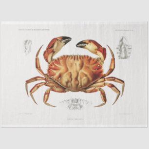 Vintage Crab Artwork Art Decoupage Tissue Paper