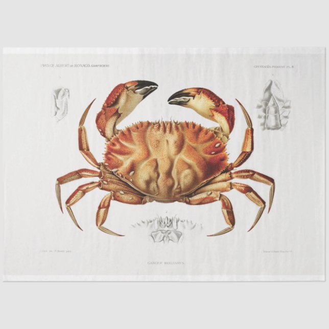 Vintage Crab Artwork Art Decoupage Tissue Paper (Front)