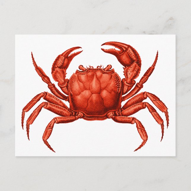Vintage Crab Design Postcard (Front)
