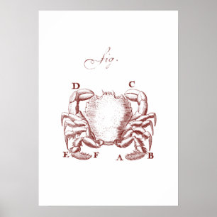 Vintage Crab Illistration Poster