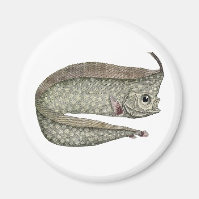 Vintage Crested Oarfish Fish, Marine Aquatic Life Magnet (Front)