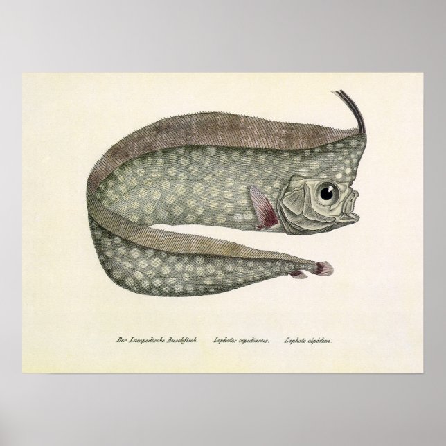 Vintage Crested Oarfish Fish, Marine Aquatic Life Poster (Front)