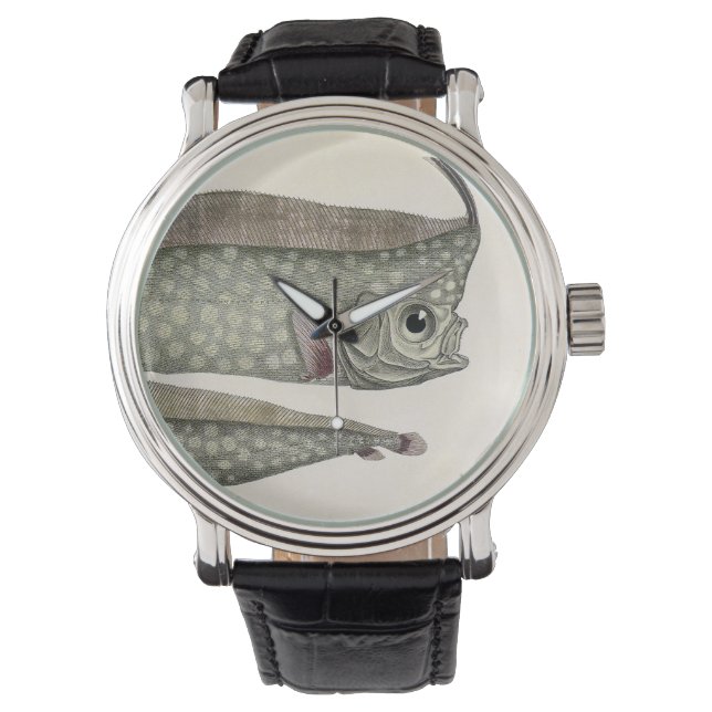 Vintage Crested Oarfish Fish, Marine Aquatic Life Watch (Front)