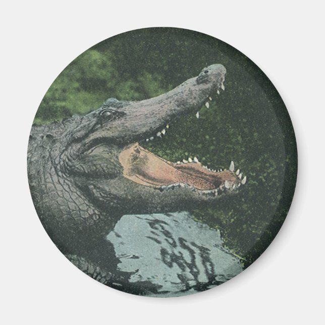 Vintage Crocodile Reptiles, Marine Animal Life Magnet (Front)