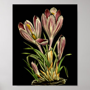 Vintage Crocus Flower Botanical Plants For Men And Poster