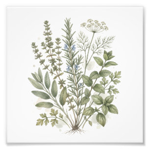 Vintage Culinary Herbs Watercolor Art  Photo Print