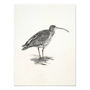 Vintage Curlew Wetland Bird Illustration Template Photo Print