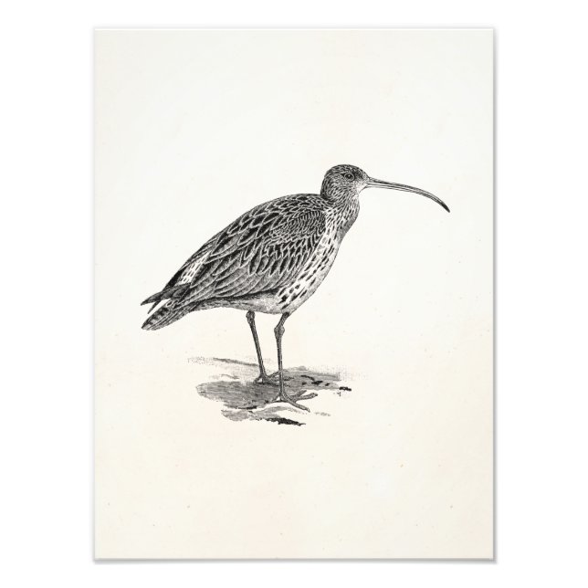 Vintage Curlew Wetland Bird Illustration Template Photo Print (Front)