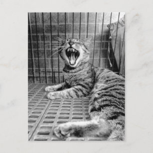 Vintage Cute Yawning Cat Kitty Postcard