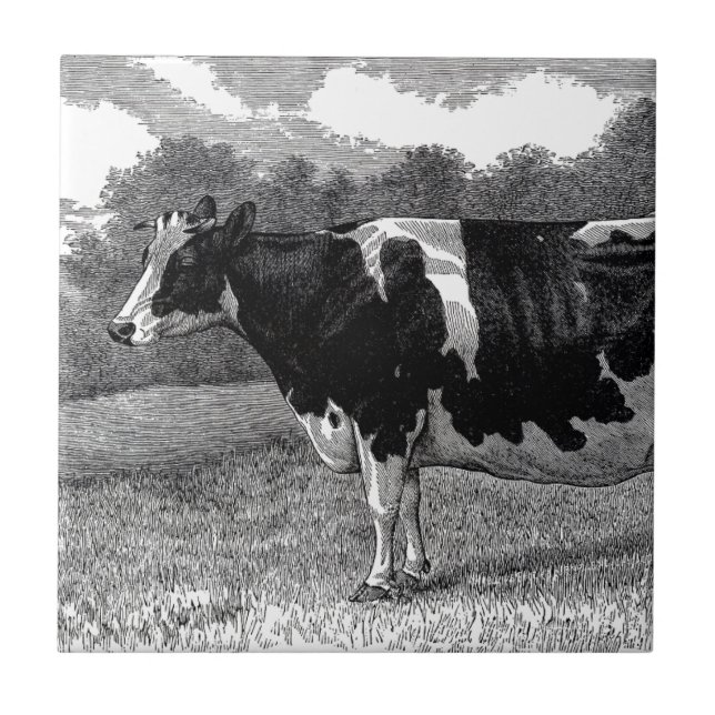 Vintage Dairy Cow Tile (Front)