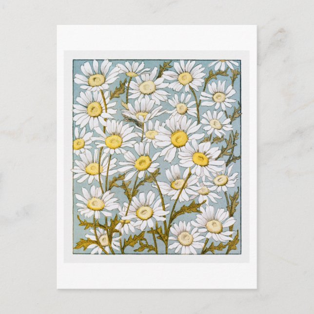 Vintage Daisies on Blue Background Postcard (Front)