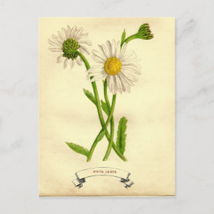 Vintage Daisy Botanical Illustration Postcard