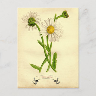 Vintage Daisy Botanical Illustration Postcard