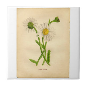 Vintage Daisy Botanicals Illustrations Tile