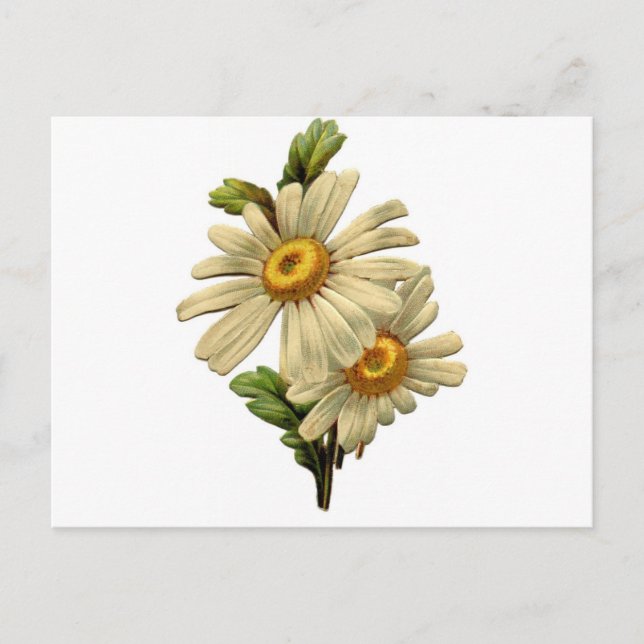 Vintage Daisy Postcard (Front)