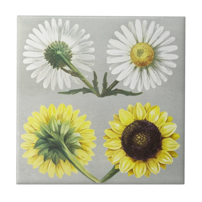 Vintage Daisy Sunflower Botanical Flower Art Tile (Front)