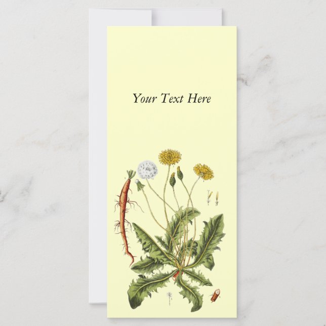 Vintage Dandelion Illustration (Front)