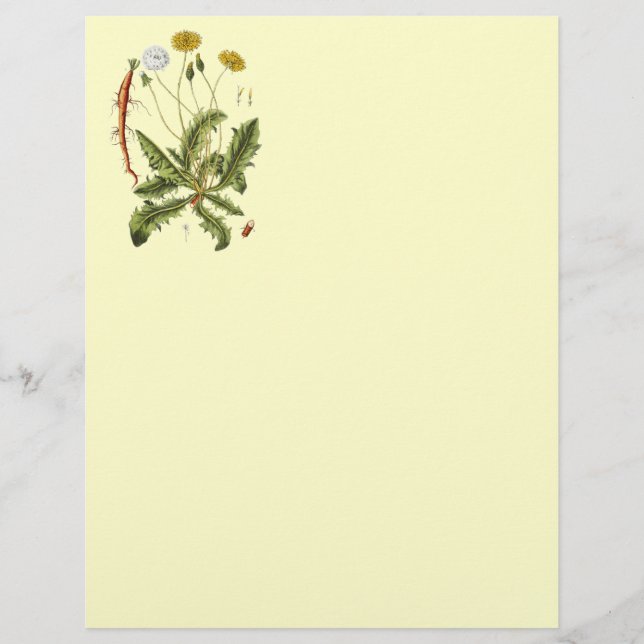 Vintage Dandelion Illustration (Front)
