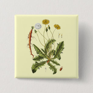 Vintage Dandelion Illustration 2 Inch Square Button