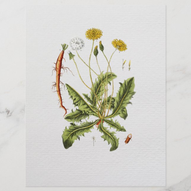 Vintage Dandelion Illustration Flyer (Front)