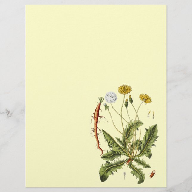 Vintage Dandelion Illustration Flyer (Front)