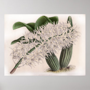 Vintage Dendrobium hillii Orchid Flower Poster