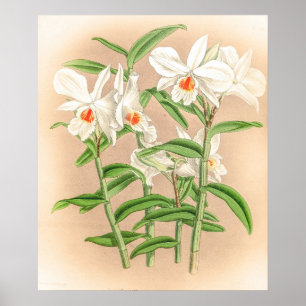 Vintage Dendrobium Jamesianum Orchid Flower Poster