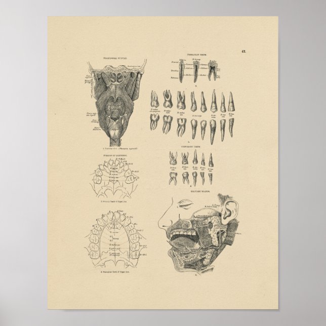 Vintage Dental Anatomy 1880 Print (Front)