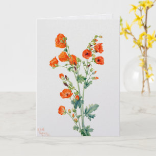 Vintage Desert Globemallow Botanical Illustration Card