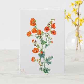 Vintage Desert Globemallow Botanical Illustration Card