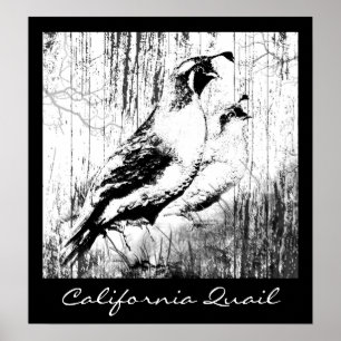 Vintage Design California Quail birds Poster