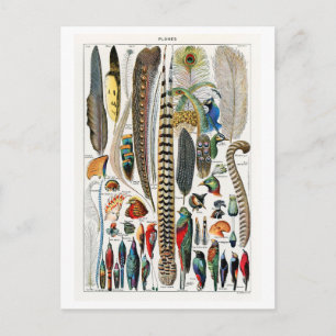 Vintage Diagram of Plumes/Feathers Postcard