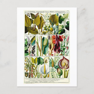 Vintage Diandria Floral Botanical Chart Postcard