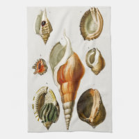 Vintage Different types of mollusks shells