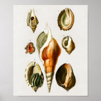 Vintage Different types of mollusks shells