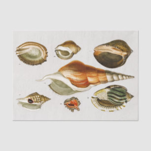 Vintage Different types of mollusks shells Tissue Paper