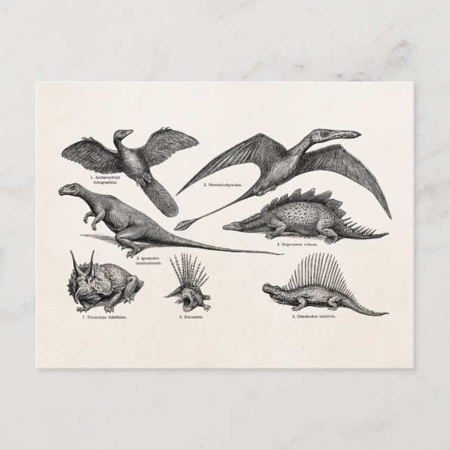 Vintage Dinosaur Illustration Retro Dinosaurs Postcard (Front)