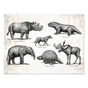 Vintage Dinosaur Old Illustration Retro Dinosaurs Photo Print