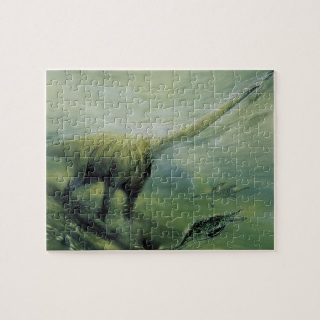 Vintage Dinosaurs, Brachiosaurus Swimming in Ocean Jigsaw Puzzle (Horizontal)