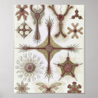Vintage Disc Radiolarians Scientific Illustration Poster