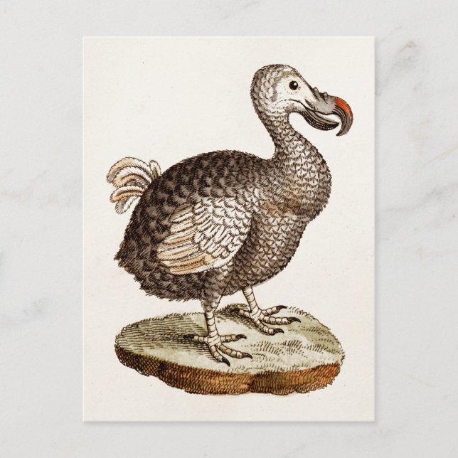 Vintage Dodo Bird Illustration 1700s Dodo Birds Postcard (Front)