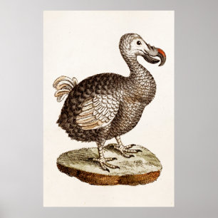 Vintage Dodo Bird Illustration 1700s Dodo Birds Poster
